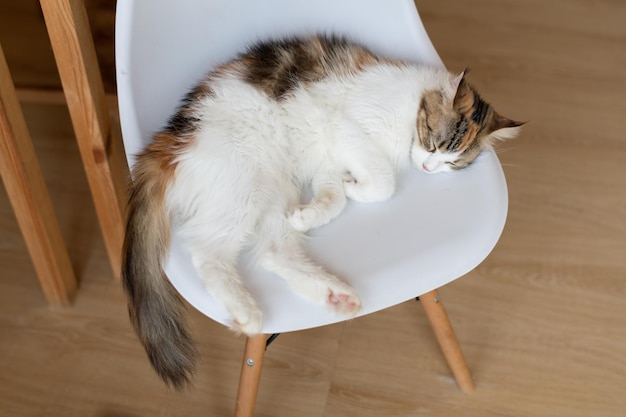 Portrait of cute cat laying on the floor selective focus point