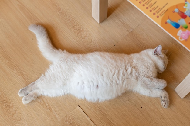 Portrait of cute cat laying on the floor selective focus point