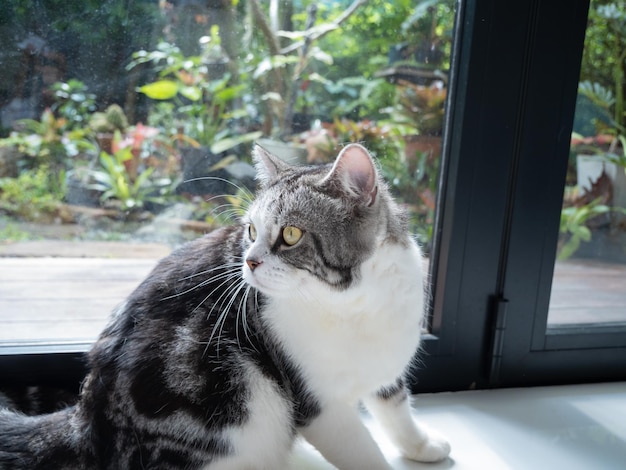 Portrait cute cat sit in living room looking garden outside through window in morning