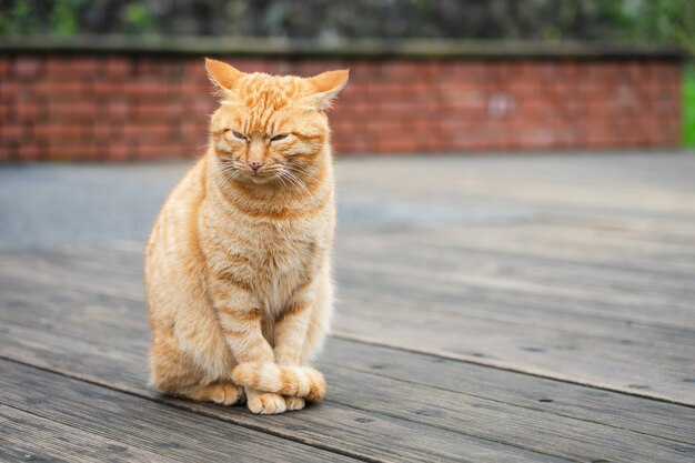 Portrait Cute cat sitting in front of the house Is a cute pet and good habits