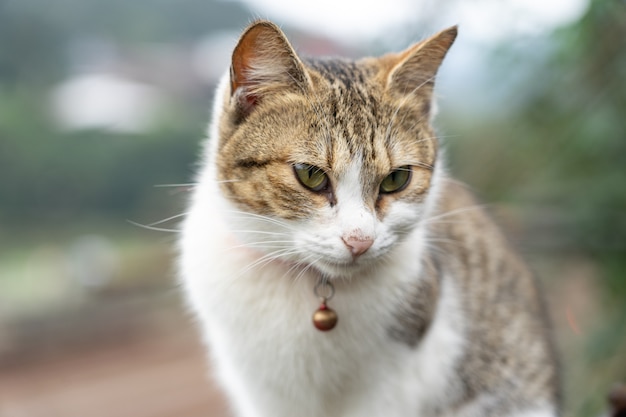 Portrait Cute cat sitting in front of the house Is a cute pet and good habits