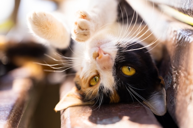 Portrait of a cute cat