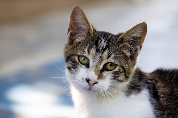 Portrait of a cute cat