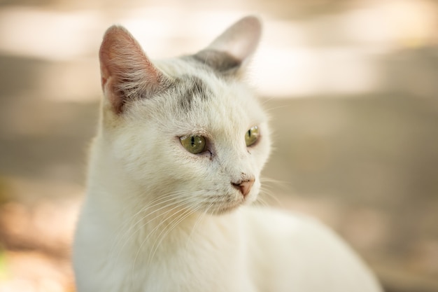 Portrait of a cute cat