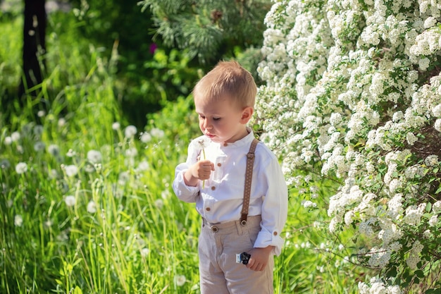 Portrait of cute caucasian little boy blowing on dandelions in the park in summer with soft focus and selective focus