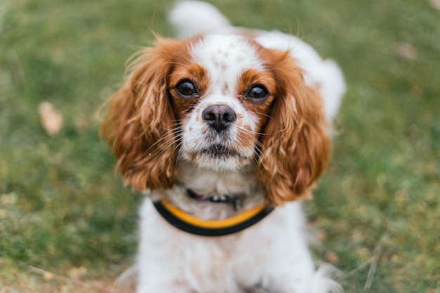 Portrait of a cute Cavalier King Charles Spaniel dog in a field