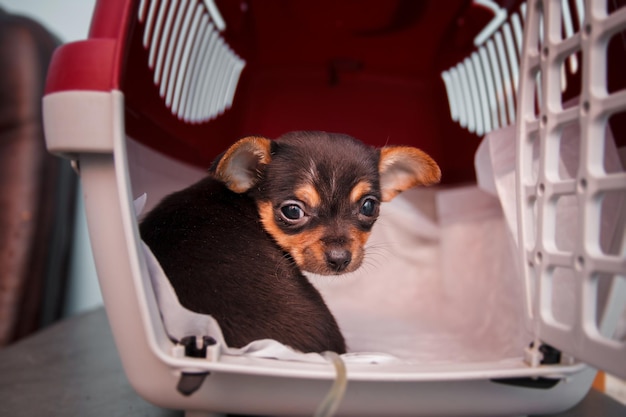 Portrait of cute chihuahua Dog lying in cage.