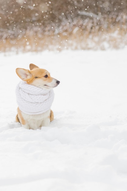 Portrait of a cute corgi dog in a white scarf walking on a frosty morning cold snowPortrait of a small dog in the forest in winter