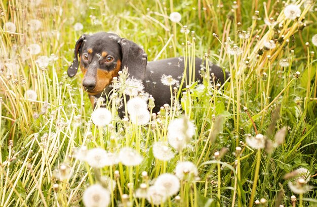 Photo portrait of a cute dachshund dog in a field of dandelions