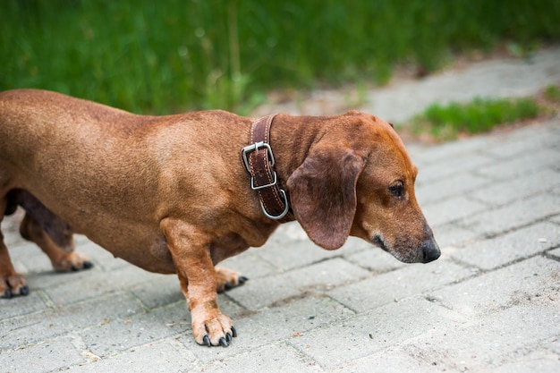 Portrait of a cute dachshund dog smile and happy in summer sunny day for a walk in the summer park