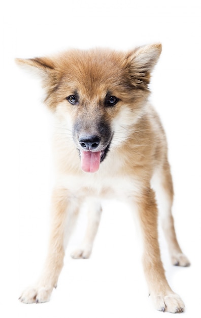 A portrait of a cute dog  isolated on white background