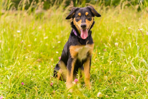 Portrait of a cute dog sitting on a sunny spring day in a flower meadow with his mouth open and his tongue sticking out Border Collie Pitbull and Boxer Mix Puppy Dog