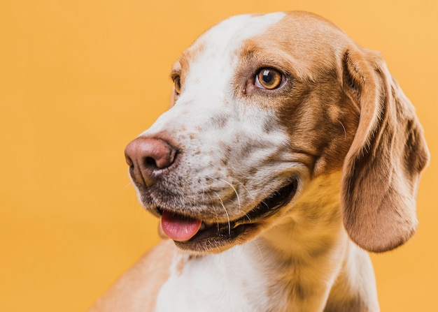 Portrait of cute dog with tongue out