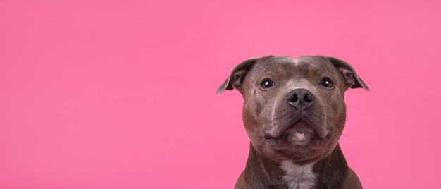 Portrait of a cute English Stafford Terrier looking at the camera on a pink background