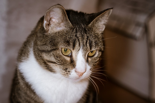 Portrait of a cute fluffy domestic cat