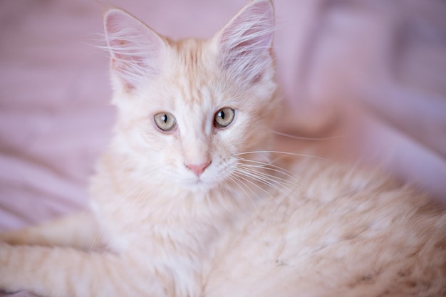 Portrait cute fluffy Maine Coon kitten lies on the bed at home