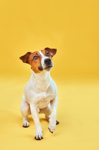 Portrait of cute funny dog jack russell terrier Happy dog sitting on bright trendy yellow background Free space for text