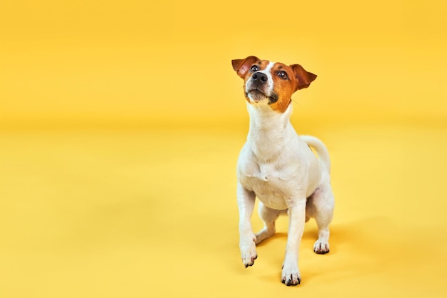 Portrait of cute funny dog jack russell terrier Happy dog sitting on bright trendy yellow background Free space for text