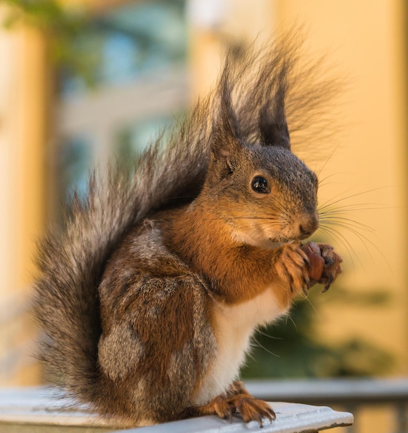 A portrait of cute fury squirrel eating nutclose up