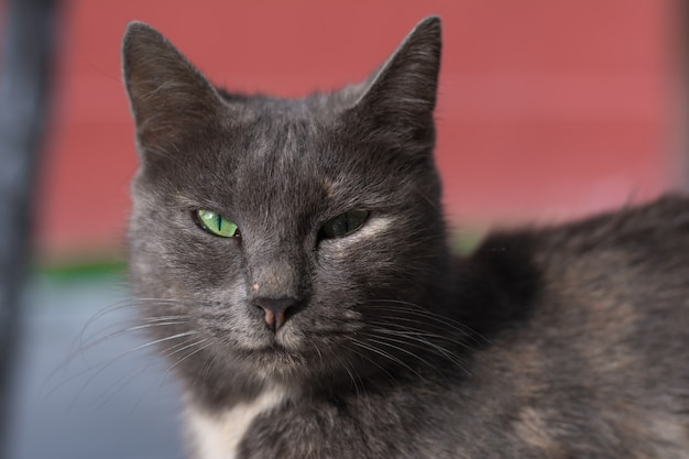 Portrait of a cute gray stray cat