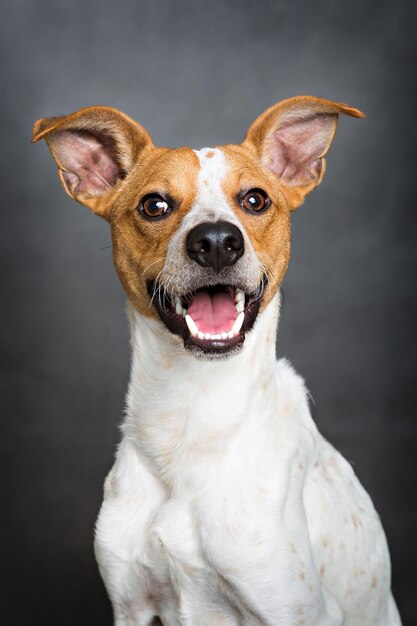 Portrait of a cute happy dog