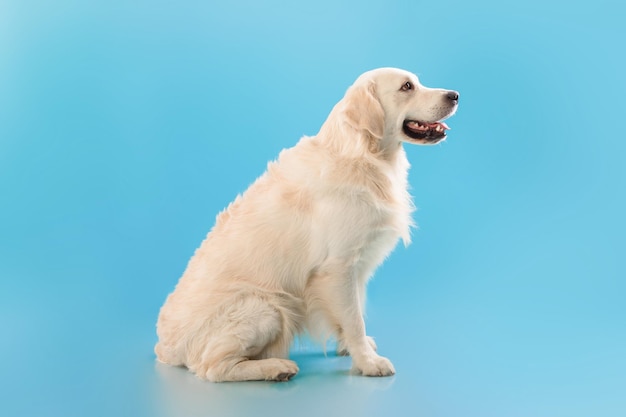 Portrait of cute healthy dog posing at blue studio wall