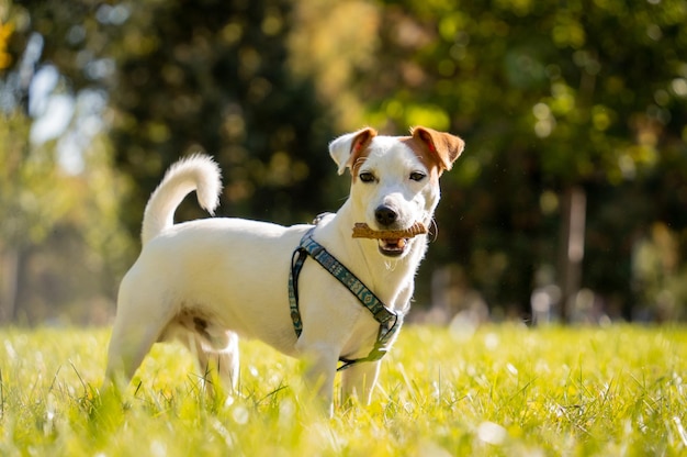 Portrait of cute jack russell terrier dog at the park