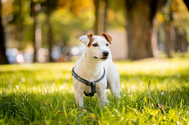 Portrait of cute jack russell terrier dog at the park