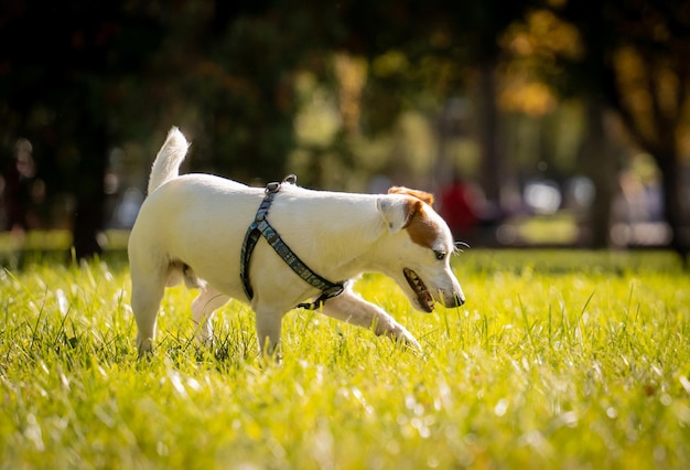 Portrait of cute jack russell terrier dog at the park