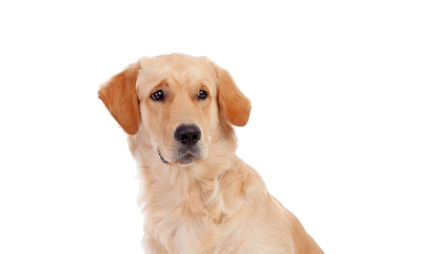 Portrait of a cute lab dog isolated on a white background