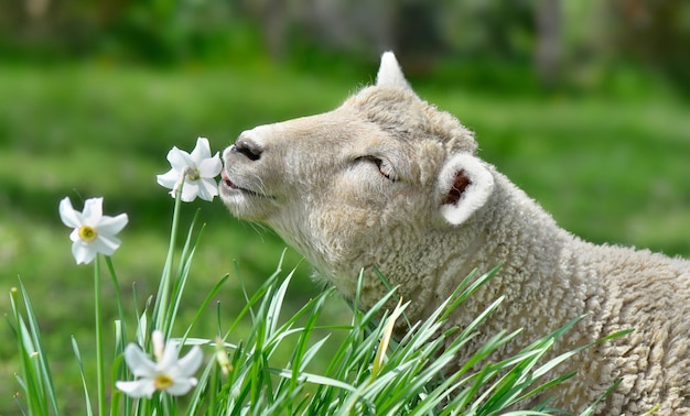 Portrait of a cute lamb eating a flower in a meadow springtime scene