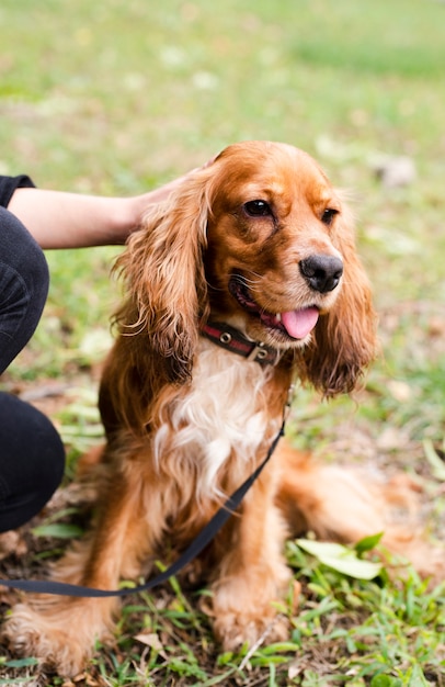 Portrait of cute little cocker spaniel