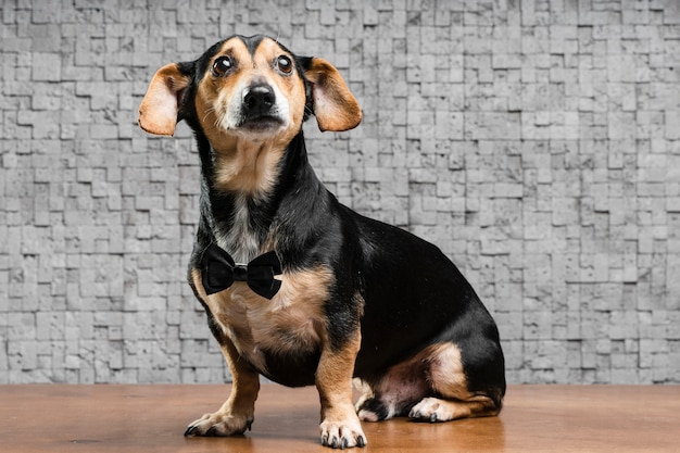 Portrait of cute little dog with bow tie