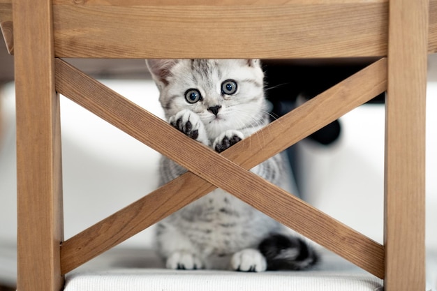 Portrait cute little funny striped scottish fold grey kitten cat sitting on chair at home cats life