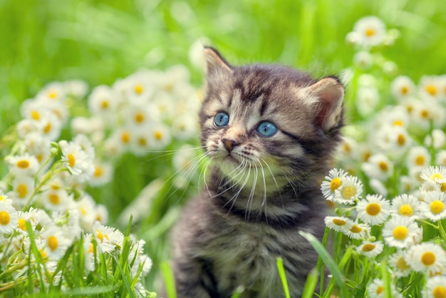 Portrait of cute little kitten outdoors in flowers