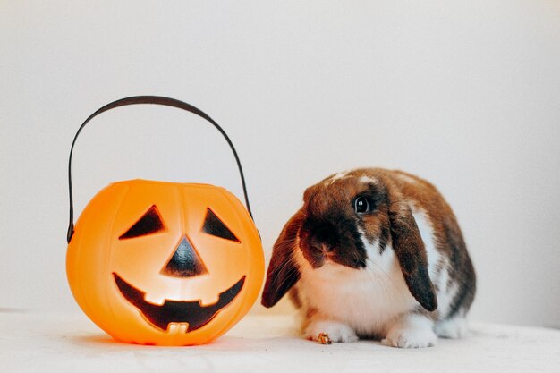 Portrait of cute lop eared dwarf rabbit wearing halloween hat with candy bucket Jack O lantern