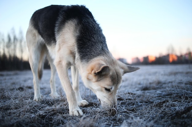 Portrait of a cute mixed breed dog at walk in winter at dawn before sunrise