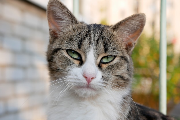 Portrait of cute multicolored street cat with green intelligent eyes outdoors