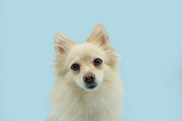 Portrait cute pomeranian dog looking at camera Isolated on blue pastel background