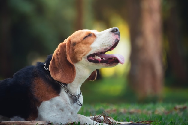 Portrait of cute puppy beagle in the garden