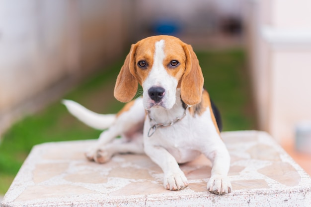 Photo portrait of cute puppy beagle