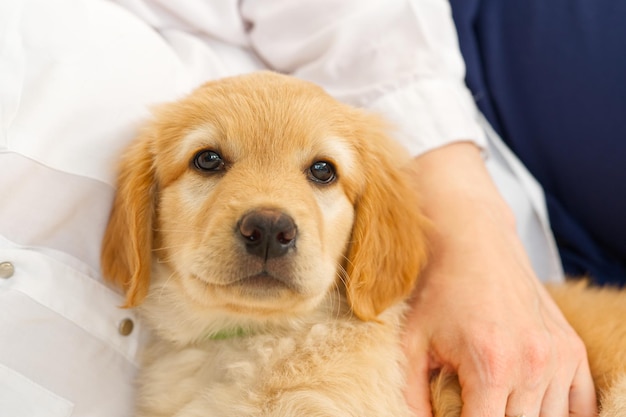 A portrait of a cute puppy golden retriever puppy adorable young puppy purebred puppies hovawart