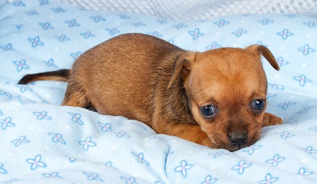 Portrait of a cute purebred puppy chihuahua in the puppyhome