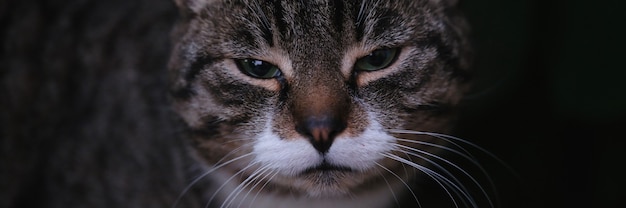 Portrait of cute purring domestic kitten outdoors