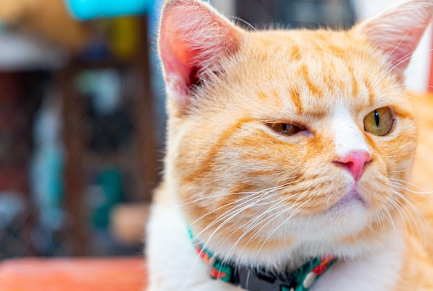 Portrait of cute red ginger cat