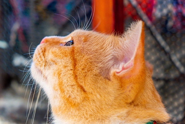 Portrait of cute red ginger cat