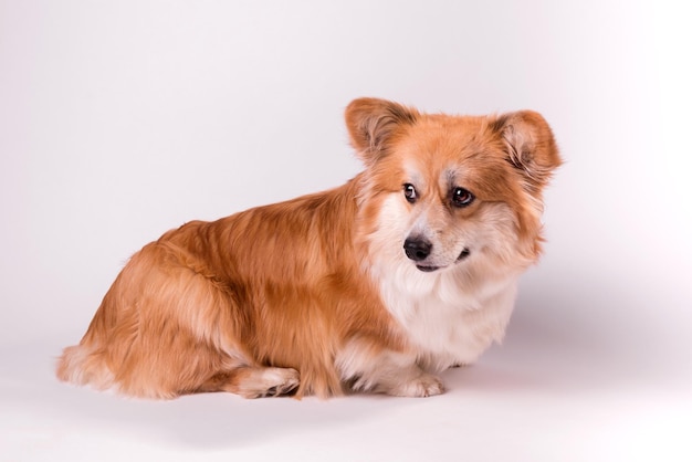 Portrait of a cute red welsh corgi pembroke on white adorable obedient dog closes up