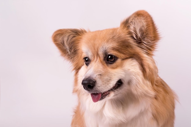 Portrait of a cute red welsh corgi pembroke on white adorable obedient dog closes up