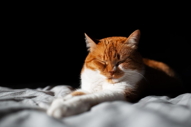 Portrait of cute redwhite cat lying on bed with closed eyes on black background Lighting from sun