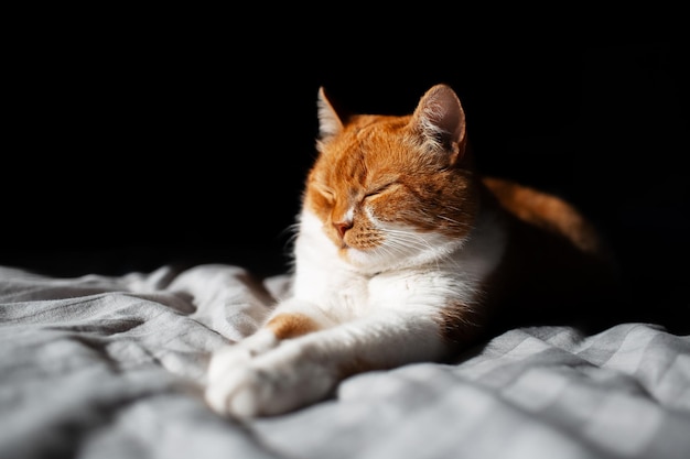 Portrait of cute redwhite cat lying on bed with closed eyes on black background Lighting from sun